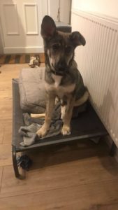 Bulgarian stray dog for rehoming