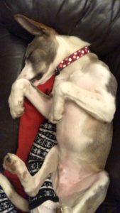 Bulgarian street dog looking for a home